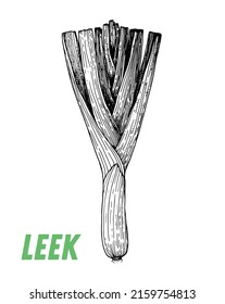Leek sketch. Hand drawn vector illustration. Engraved image. Leek vegetable hand drawn sketch.