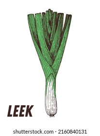 Leek sketch. Hand drawn vector illustration. Engraved image. Leek vegetable hand drawn sketch.