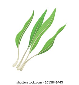 Leek Twigs as Kitchen Herb for Cooking Vector Element