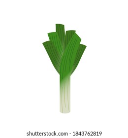 Leek. Vector illustration isolated on white background. For logos. icons, designs, markets and farms.