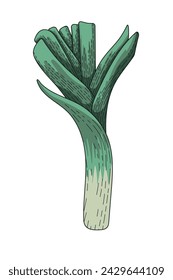 Leek. Vector realistic illustration. A vegetable for proper nutrition. An illustration for a cooking recipe. Vegetarian food. Cooking. Growing plants.