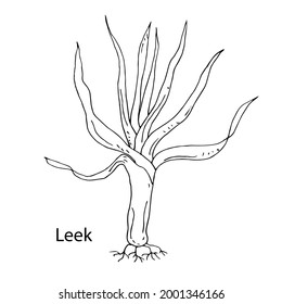 Leek. Cultura vegetal. Ilustración vectorial. Dibujo lineal.