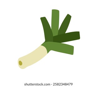 Leek vegetable, fresh natural vitamin food. Green stalk, leafy stem, Healthy eating, seasoning. Culinary ingredient. Colored flat graphic vector illustration isolated on white background