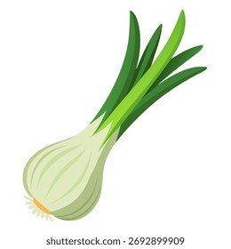 Legumes de alho-poró. Ilustração isolada de vetor no plano de fundo branco