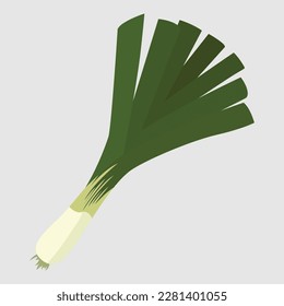 Leek Vegetable in the onion family.  The broadleaf wild leek. Vector illustration isolated on white background. For template label, packing, web, menu, logo, textile, icon