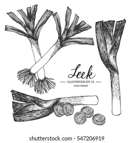 Leek - vegetable vector element collection via hand drawn illustration. Ink and pen sketch set.
