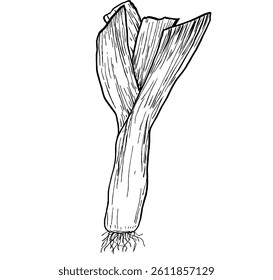 Leek. Vegetables. Hand drawn vector isolated sketch.