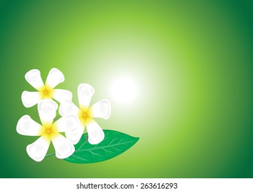 Leelavadee  flower background