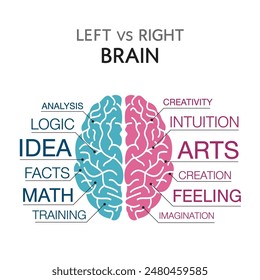 Left brain and right brain Infographic design. Divided duties. Creative people use the right side of their brain. and analytical thinkers use the left brain. blue pink vector illustration