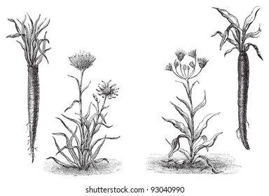 left Goatsbeard (Tragopogon porrifolius) and right Black Salsify (Scorzonera hispanica) - vegetable / vintage illustration from Meyers Konversations-Lexikon 1897