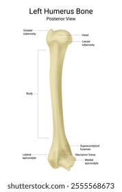 Left Humerus Bone Posterior View