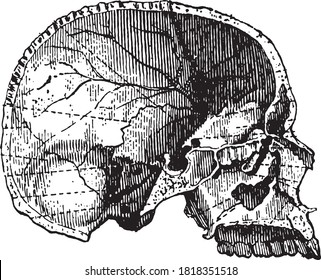 Left lateral half skull of the cranial cavity, From the Dictionary of Word and Things, 1888.