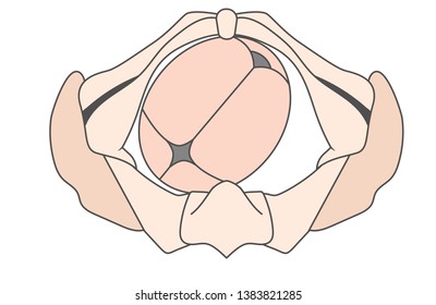 Left Occiput Anterior LOA Baby Fetal Position Pelvis | ROA Right