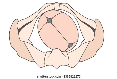 Left Occiput Posterior LOP Baby Fetal Position Pelvis - ROP Right