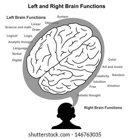 Left And Right Brain Function Illustration