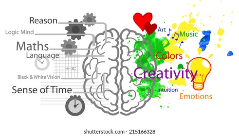 Left and right brain hemispheres with functions 