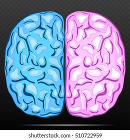 Left and right hemisphere of human brain. Blue and pink hemisphere. Male and female brain.