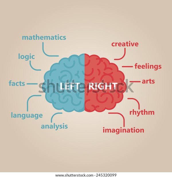 Left & right
human brain illustration