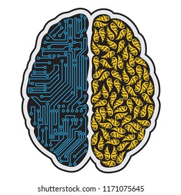 Left and right part of human brain