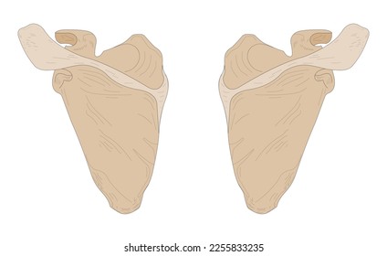 Left Scapula and Right Scapula. Posterior (dorsal) view.