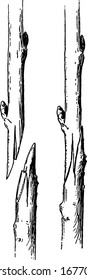 At the left, scion and stock are shown ready to be united; at the right, they are joined and ready to cover with grafting wax, vintage line drawing or engraving illustration.