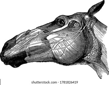 Left side of the head of a horse, showing the distribution of the facial portions of the fifth and the seventh nerves, vintage line drawing or engraving illustration.