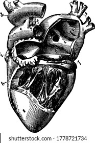 The Left Side of the Heart is shown in the figure it is responsible to collects oxygen-rich blood from the lungs and pumps it to the body, vintage line drawing or engraving illustration.