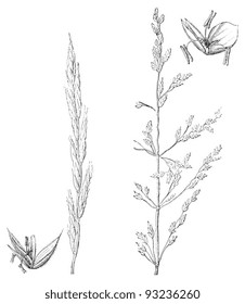 left Tor-grass (Brachypodium pinnatum), right Glyceria distans / vintage illustration from Meyers Konversations-Lexikon 1897