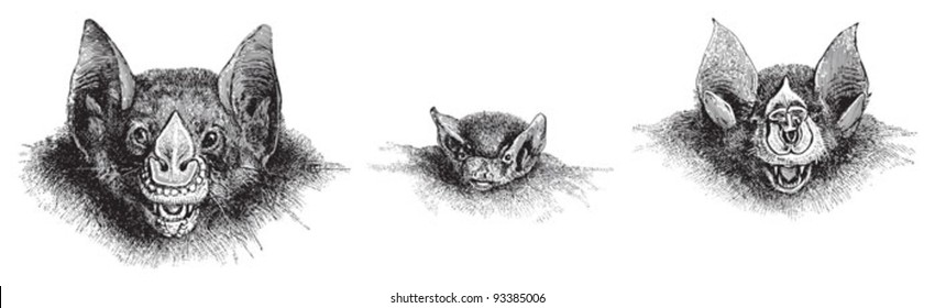 left Vampire-Bat (Vampirus spectrum), middle Dwarf Bat (Vesperugo pipistrellus), right Greater Horseshoe Bat (Rhinolophus ferrum equinum) / vintage illustration from Meyers Konversations-Lexikon 1897