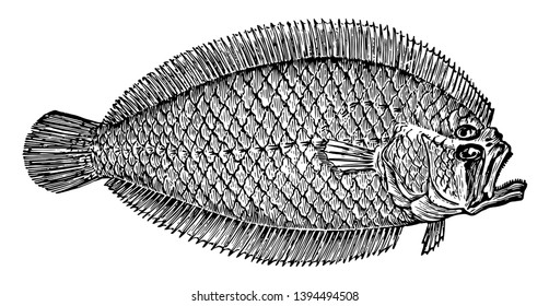 Lefteye Flounder Is A Species Of Lefteye Flounder Of The Bothidae Family Vintage Line Drawing Or Engraving Illustration.