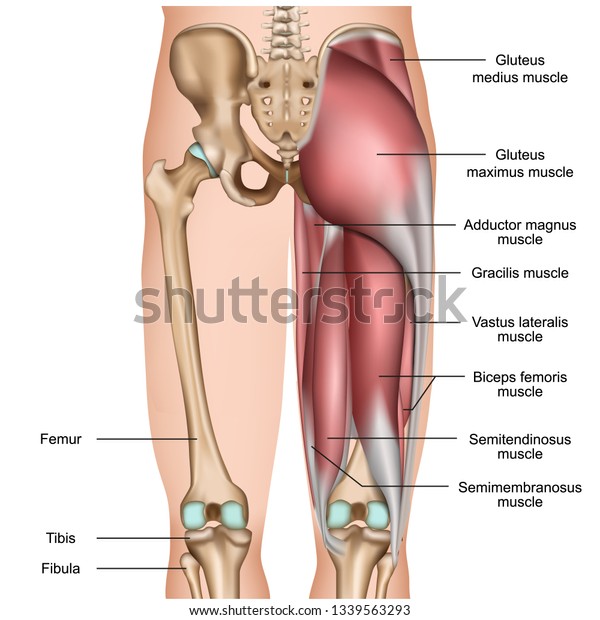 leg back muscles 3d medical vector\
illustration on white\
background