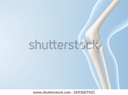 Leg bone in the transparent human body. Educational medical illustration of leg bones and knee. Biological and medical concept. Vector illustration