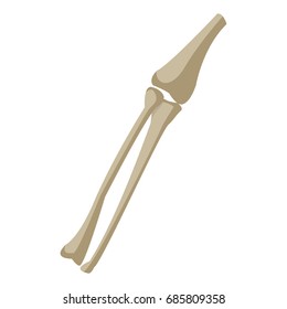 Leg Bones Tibia and Fibula medicine