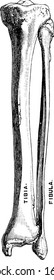 The leg consists like the forearm of two bones and the larger a strong three-sided bone with a sharp edge in front is called the tibia, vintage line drawing or engraving illustration.
