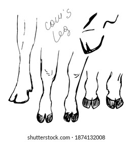 the leg of a cow, a simple drawing on a white background, set