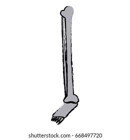 leg foot bone human medical