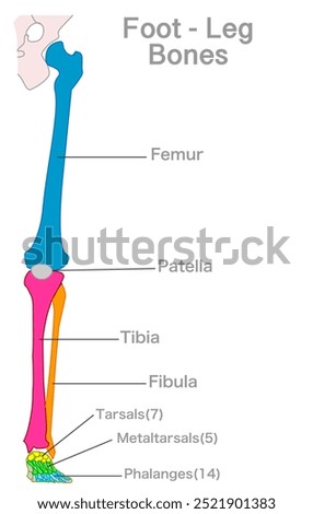 Leg, foot bones anatomy and names. Femur, tibia, fibula, patella, tarsals, phalanges ,metatarsal. Foot xray roentgen. Colored parts structure, diagram. Feet joint. Vector illustration.
