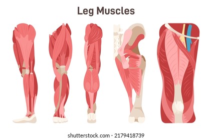 Leg, hip and knee muscle anatomical structure set. Front, side and back view scheme with anatomical captions. Vastus lateralis, medialis, intermedius and rectus femoris. Flat vector illustration.