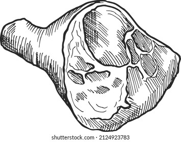 Leg Meat On Bone. Hand Drawn Ham Sketch