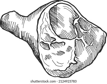 Leg meat on bone. Hand drawn ham sketch