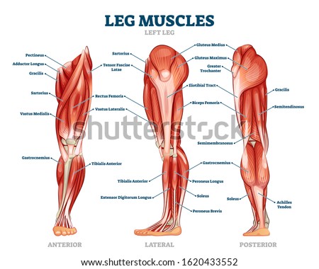 Leg muscle anatomical structure, labeled front, side and back view diagrams. Vector illustration informative medical scheme. Detailed anterior, lateral and posterior views.Men sports fitness training. ストックフォト © 