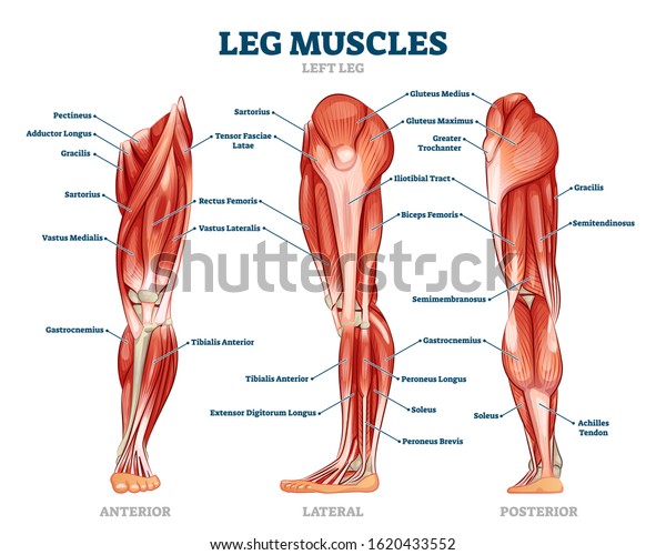 Leg Muscle Anatomical Structure Labeled Front Side And Back View Diagrams Vector Illustration Informative Medical Scheme