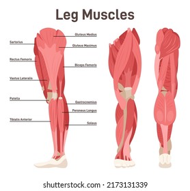 Leg muscle anatomical structure set. Front, side and back view scheme with anatomical captions. Vastus lateralis, vastus medialis, vastus intermedius and rectus femoris. Flat vector illustration.