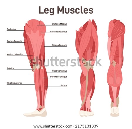 Leg muscle anatomical structure set. Front, side and back view scheme with anatomical captions. Vastus lateralis, vastus medialis, vastus intermedius and rectus femoris. Flat vector illustration.