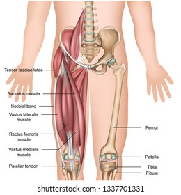 leg muscle anatomy 3d medical vector illustration quadriceps