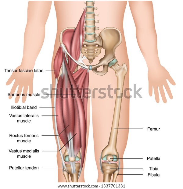 leg muscle anatomy 3d medical vector\
illustration quadriceps