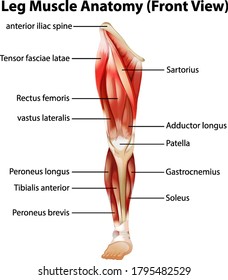 Leg Muscle Anatomy (Front View) Illustration