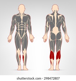 Leg muscles. Fitness training, man muscles workout.