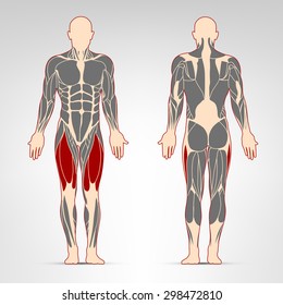 22,494 Muscle anatomy leg Images, Stock Photos & Vectors | Shutterstock