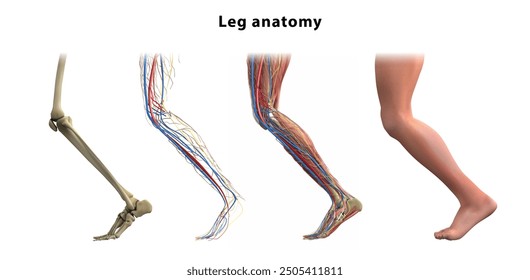 Leg structure. Bones, muscles, veins. Vector illustration.